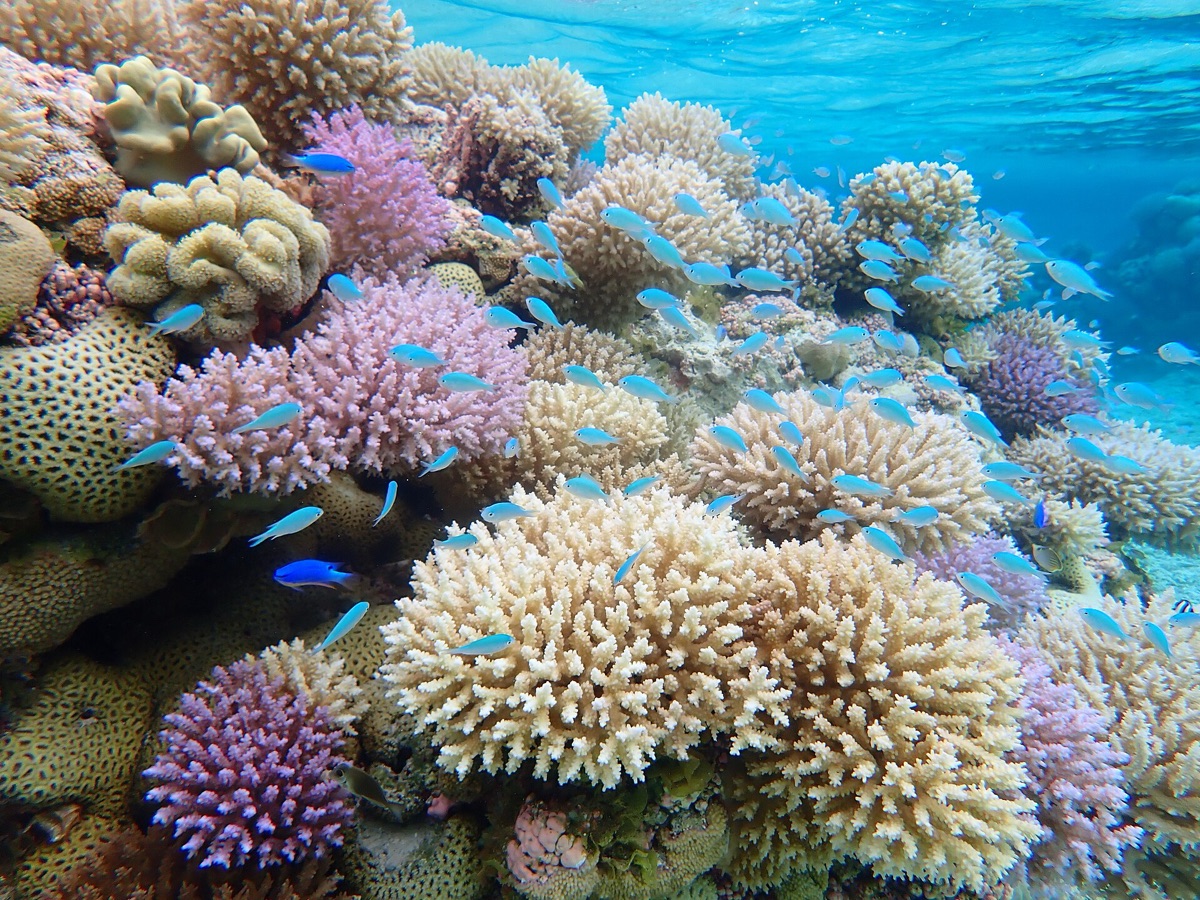 Arrecife de coral y vida marina cristalina en las Maldivas