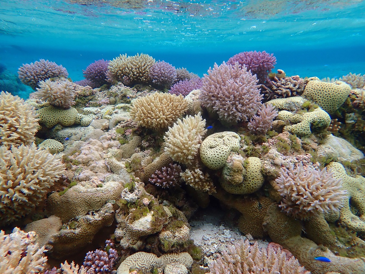 Récif corallien coloré et vie marine sous-marine aux Maldives