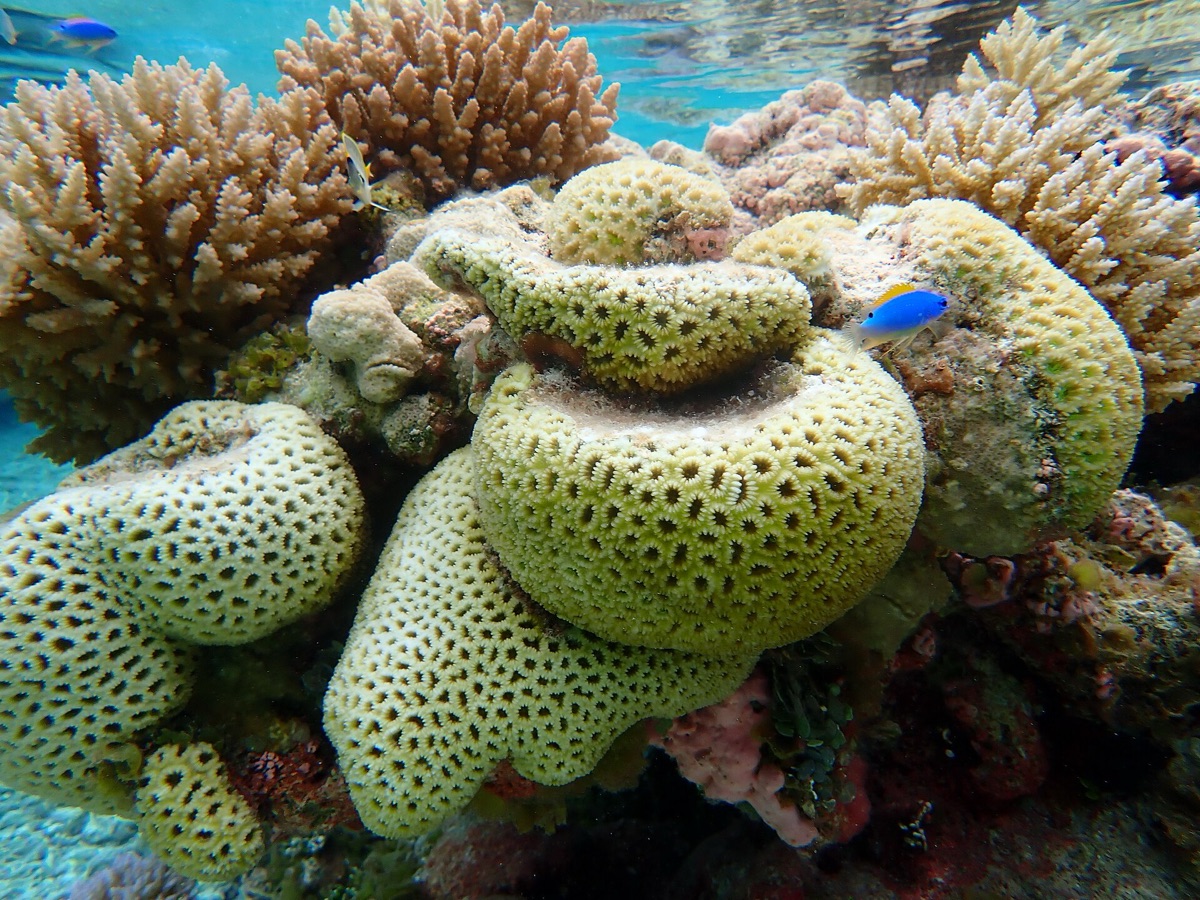 Barriera corallina colorata e vita marina nelle Maldive