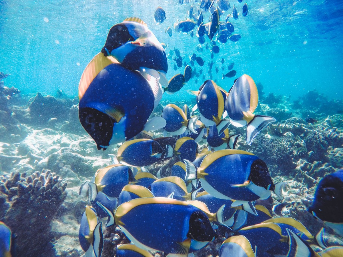 モルディブの透明度の高い海とサンゴ礁