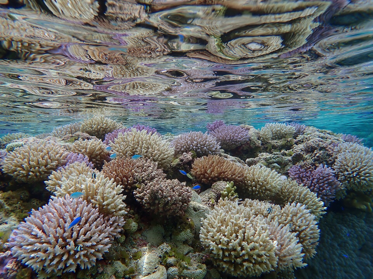 Vida marinha colorida e recifes de coral nas Maldivas.