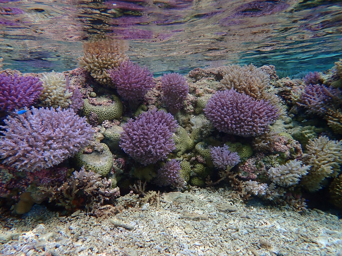 馬爾地夫清澈水下的珊瑚礁與熱帶魚