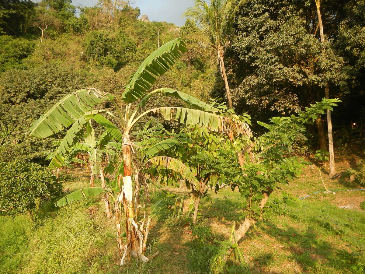 Escursione in un sentiero di un resort circondo da alberi