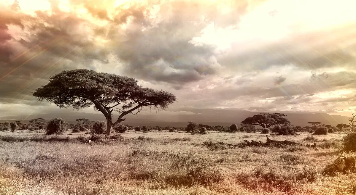 africa, savannah, national park, tree, nature, heaven, landscape, safari, vacations, wilderness, clouds, sky colors, cloud formation, expanse, nostalgia, bushla