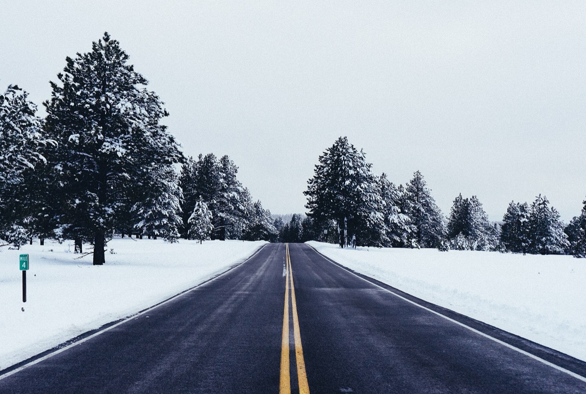 snowfall in forest